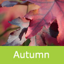 Sweet Gum Liquidambar Styraciflua Autumnal Colours